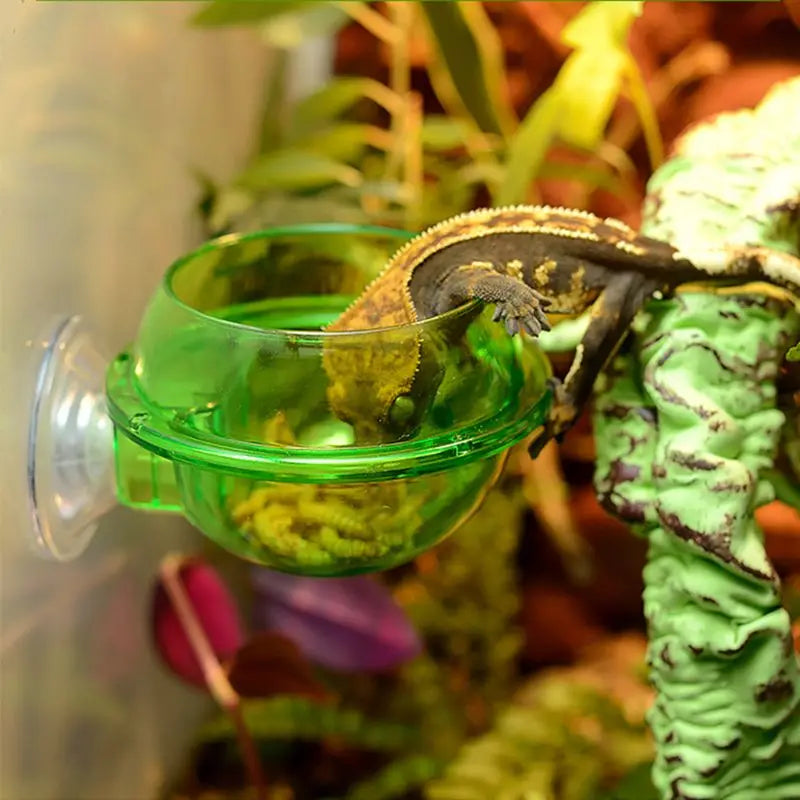 Turtle Reptile Food Bowl, Anti-Escape Cup, Lizard Worm, Live Food Container, Pet